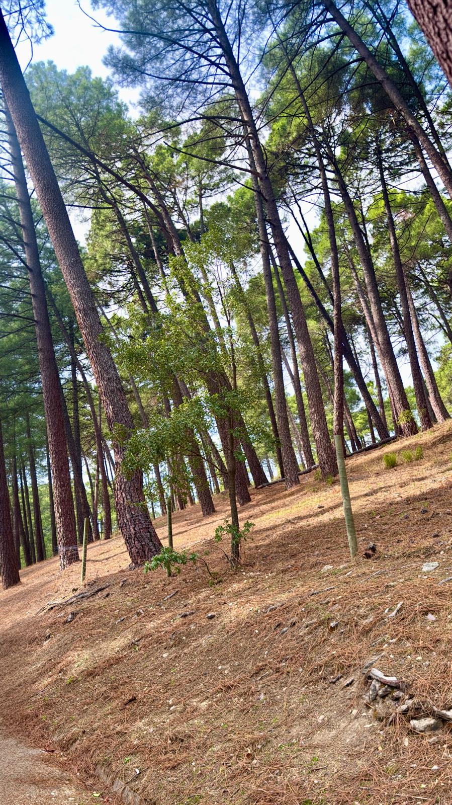 Sendero entre pinares y valla de madera